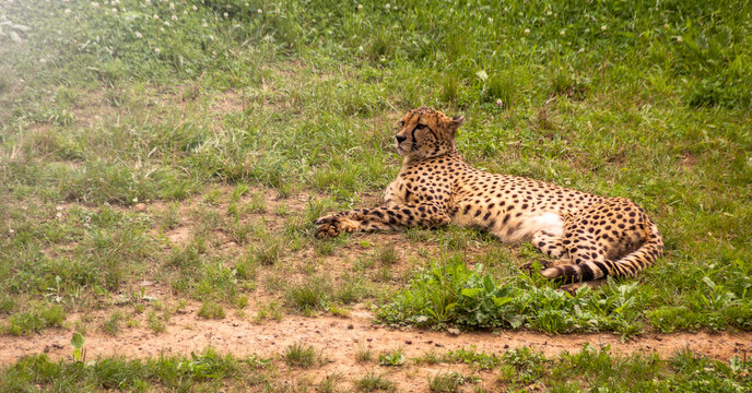 Cheetah photography