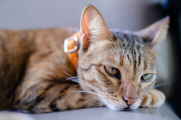 Adorable brown color domestic cat relaxing on the couch at home.