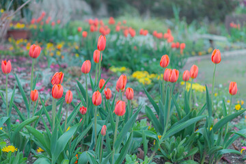 チューリップの花壇2