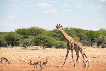 Giraffes and deer are wild animals in Namibia, Africa.