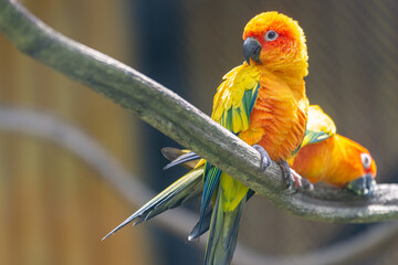 A beautiful parrot perched on a branch in a zoo.
