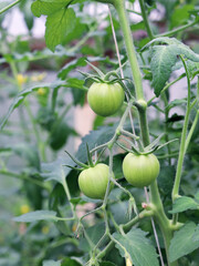 Green tomatoes grow on branch in greenhouse. Natural cultivation, organic products