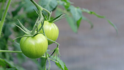 Close-up green tomatoes growing on branch in natural state with copy space