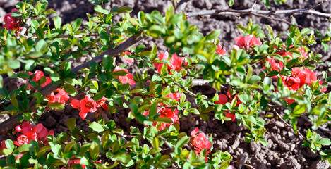 The red flowers of a young Japanese quince bush bloom close-up on a bright spring day. Background