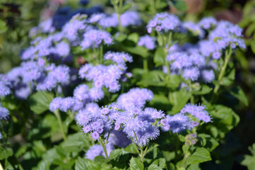 Lilac flowers of Ageratum houstonianum close-up on a flower bed on a summer morning in the sunlight.