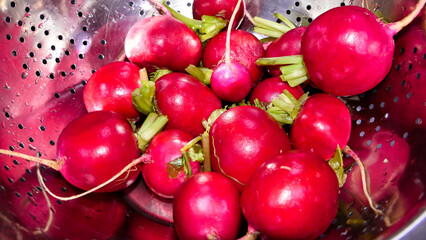Freshly harvested radishes in a metal saucepan, ready to cook.