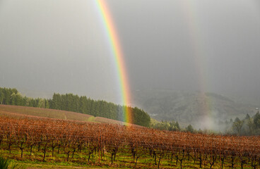 A vivid rainbow rises from a hillside view of a winter vineyard in Oregon, a fringe of dark evergreens behind and a soft misty sky.