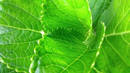 Close up of green leaf in tropical season