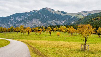 Maple trees at Ahornboden, Karwendel mountains, Tyrol, Austria