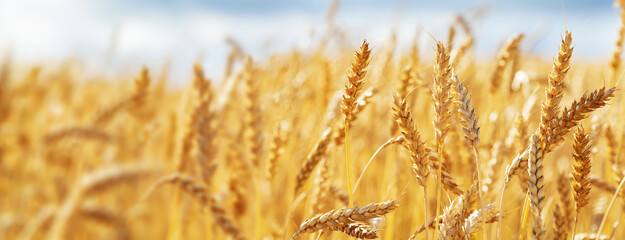 Close up of wheat ears, field of wheat in a summer day