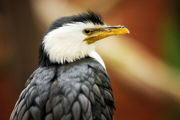 Little pied cormorant, Microcarbo melanoleucos, portrait of a black and white water bird, native to  Australia, New Guinea, New Zealand.