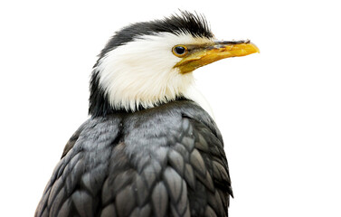 Isolated onn white background, portrait of Little pied cormorant, Microcarbo melanoleucos, black and white water bird, native to  Australia, New Guinea, New Zealand.