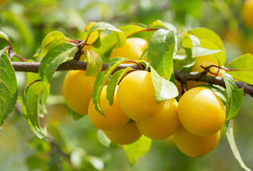 Plum tree. Branch of ripening yellow plums