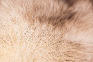 wool texture background, fur with a delicate peach tint