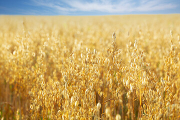 Ripe ears of oats in a field