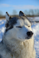 Beautiful dog, Siberian Husky breed muzzle close-up in winter on a bright sunny day.