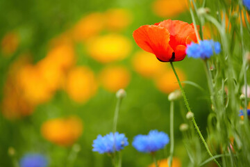 Orange meadow flowers on a green background. Blue cornflower among orange wildflowers. Summer mood. Heat, nature, meadows and forests. Bright colors, orange, blue and green.