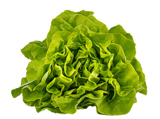 Lettuce isolated on white background with clipping path