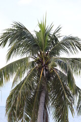 Fototapeta na wymiar Top of the coconut tree with green leaves With a tall trunk There are bunches of coconuts, found on the seashore. The fruit is refreshing and has a sweet, delicious taste, Background is white sky.