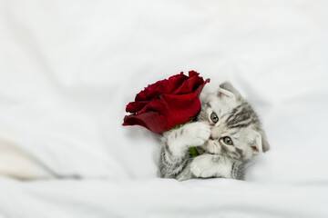 Tiny cute kitten holds red rose on a white bed. Valentines day concept. Empty space for text © Ermolaev Alexandr