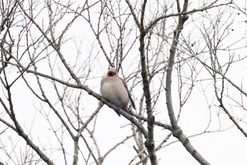 japanese waxwing on the perch