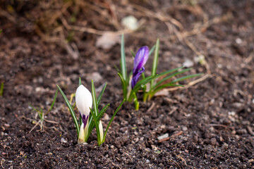 young sprouts of crocus flowers, early spring shoots, clean earth concept