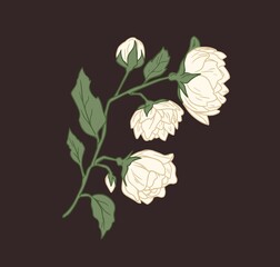 Branch with showy white jasmine flowers and leaves. Elegant blossomed and unblown buds of jasmin. Floral hand drawn design element. Colorful contoured vector isolated illustration