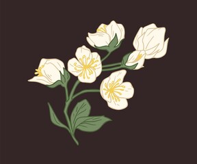 Branch with blossomed and unblown flower buds of white jasmine isolated on black background. Elegant mock-oranges. Floral hand drawn design element. Colorful vector illustration