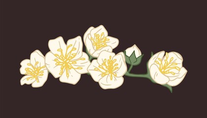 Branch covered with flowers of white jasmine isolated on black background. Elegant mock-oranges with yellow stamens in center. Floral design element. Colorful flat vector illustration