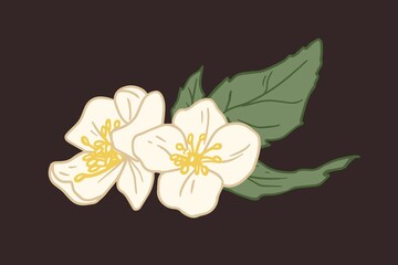 Composition of two flowers of white jasmine with leaves isolated on black background. Elegant mock-oranges with yellow stamens in center. Floral design element. Colored flat vector illustration
