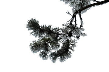 Pine branch covered with snow on a white background