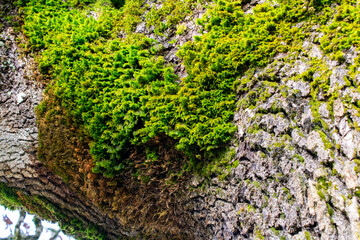 A closeup of green moss on gray textured bark of an ancient oak tree, a natural background texture.
