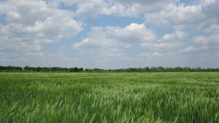 Fototapeta premium green field and blue sky