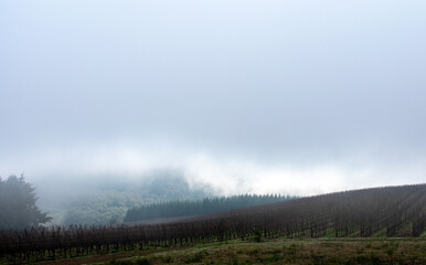 Naklejka na ściany i meble Drifting fog and clouds glow behind a section of dark evergreens at the edge of a winter vineyard in Oregon.