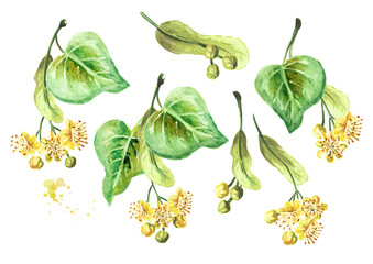 Fresh linden  flowers and leaves set. Hand drawn watercolor illustration, isolated on white background