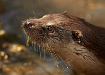 Obraz premium Portrait of wild European Otter, Lutra lutra. Otter in its natural environment. Low angle photo, spring time, Europe.