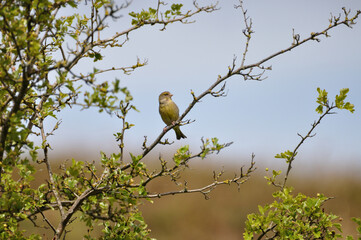 Grünfink - greenfinch