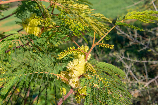 Close-up of the plant Paraserianthes lophantha on a sunny morning