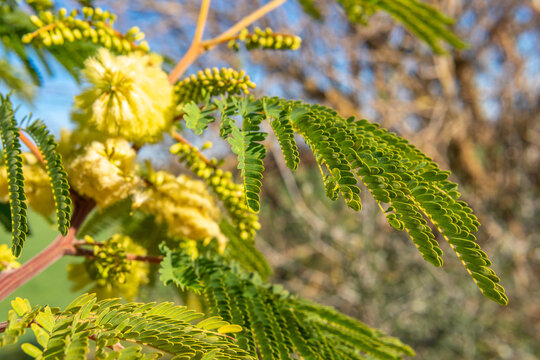 Close-up of the plant Paraserianthes lophantha on a sunny morning