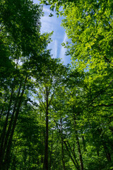 新緑のブナの林