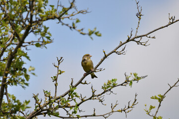 Grünfink - greenfinch