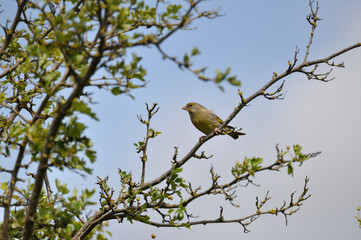 Gr&uuml;nfink - greenfinch