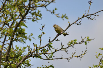 Grünfink - greenfinch
