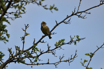 Grünfink - greenfinch