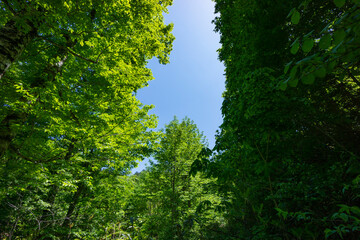 青空の高原の新緑