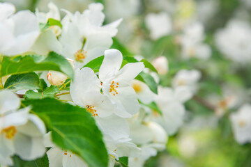 Blossoming apple tree brunch with white flowers