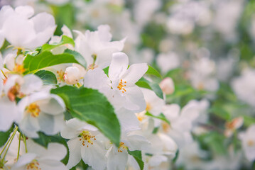 Blossoming apple tree brunch with white flowers