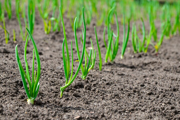 Young onion seedlings in the garden in spring. Concept of ecology, cultivation, agriculture.