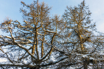 Larch on a cold sunny winter day