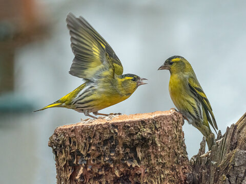 Erlenzeisig (Spinus spinus) mit verteidigt Futterplatz